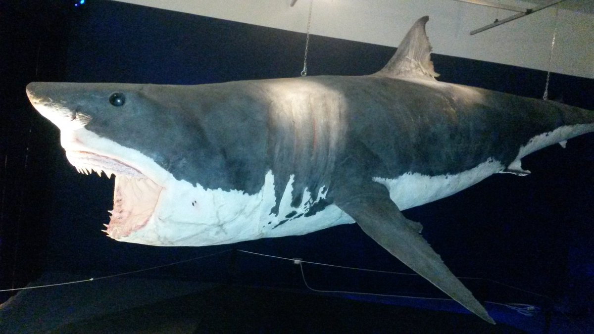 @fabturco Lo squalo bianco nell'Alto Adriatico era una presenza abituale sino ai primi del '900.
Tanto che siamo noi al Museo Civico di Storia Naturale di Trieste a possedere lo squalo bianco più grande al mondo fra quelli conservati nei musei.
Oggi, a causa nostra, è del tutto eccezionale