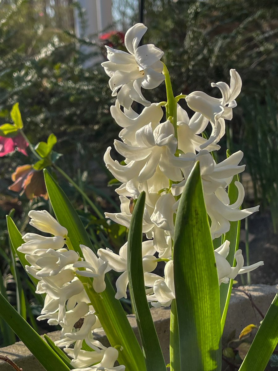 Hyacinths in the evening glow. Good night Twitterverse.