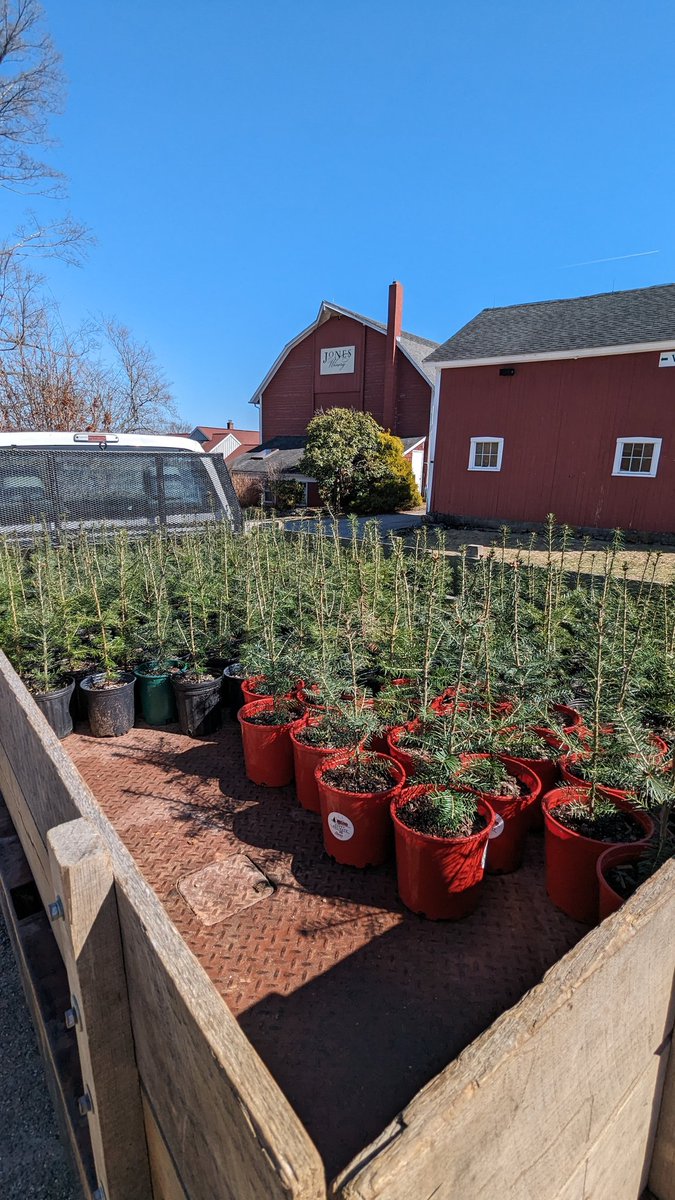 JonesFamilyFarm's tweet image. Today was the first day of transplanting Christmas trees into our fields from our nursery. #Spring