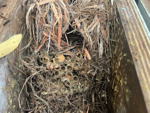 In #AustralEcology, this note documents the first record of the invasive buff-tailed bumblebee Bombus terrestris nesting in an above-ground nest box deployed for birds in Australia. bit.ly/3RWpu1q @WileyEcolEvol @EcolSocAus