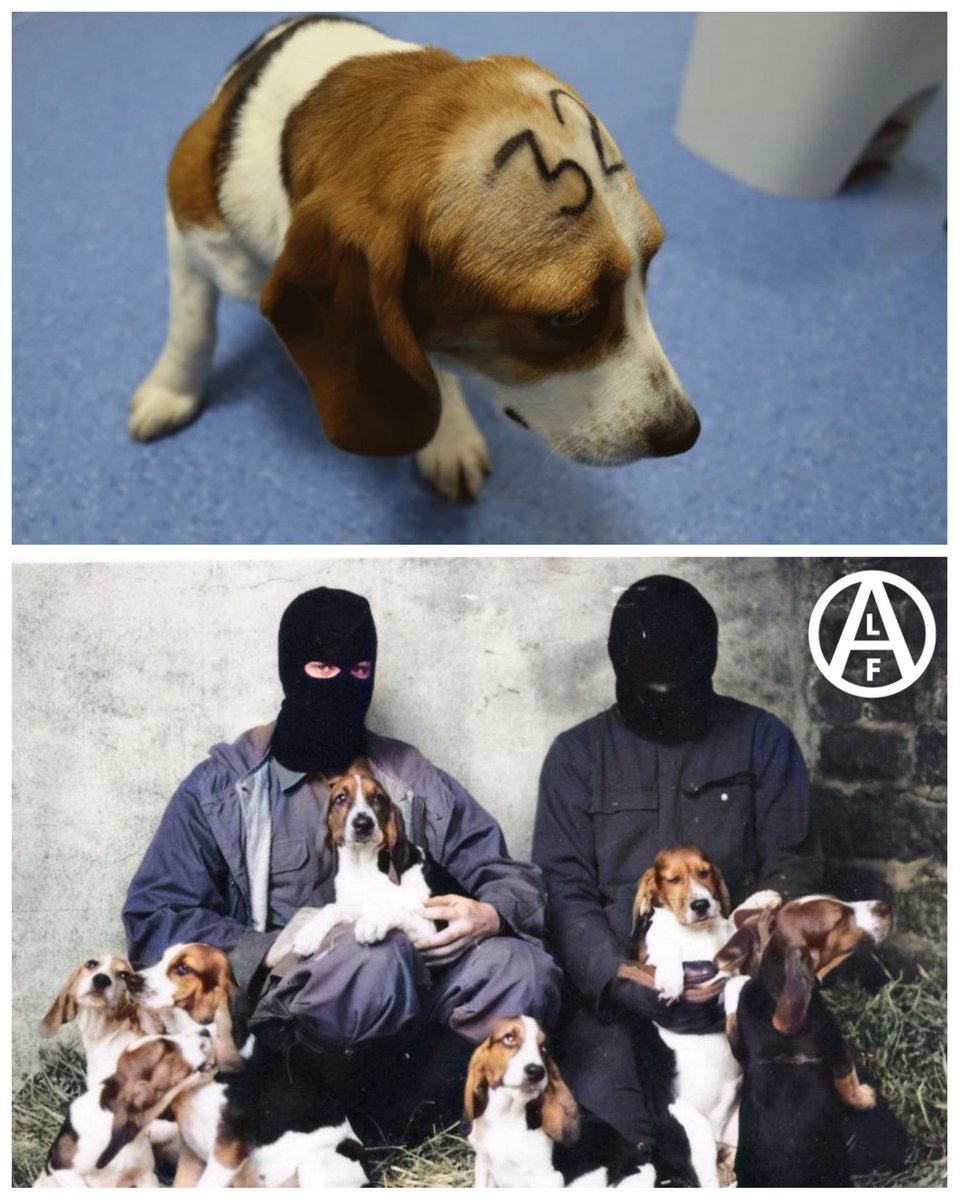 alexpunx1977's tweet photo. Hablar es fácil. Sólo cuentan las acciones. Esto no es por mí­, es por cada animal que hay en cada laboratorio de tortura. Estamos marcando un hito, un momento en la Historia que será recordado… No lo duden, veremos el final de esta maldad.
–Barry Horne
https://t.co/wp0yThZrgp https://t.co/RRnzzXpMzN