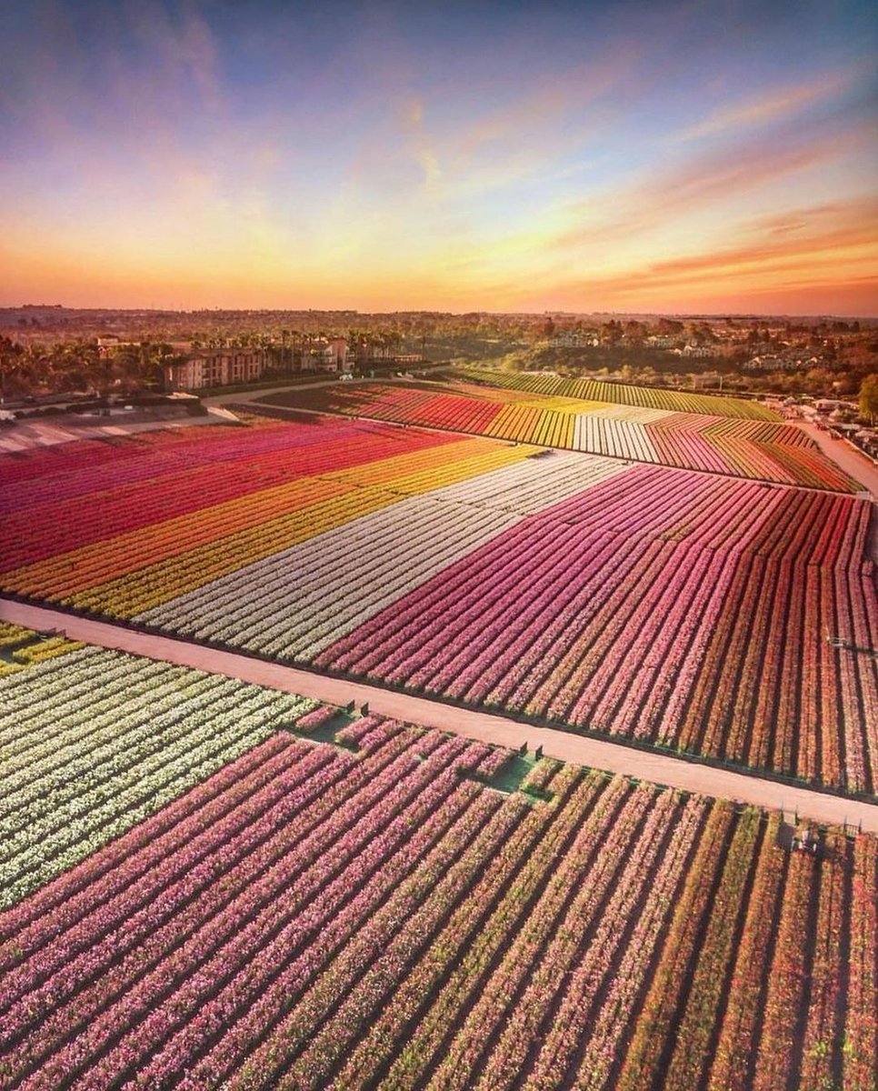 mysandiego's tweet image. Flowers are potent. They help reduce stress and increase relaxation and they bring a smile to people&apos;s faces.
-
Thanks to @the_flower_fields for capturing the vibrant essence of this floral celebration.⁠
-⁠
⁠
#SandiegoColor #PowerfFlowers.