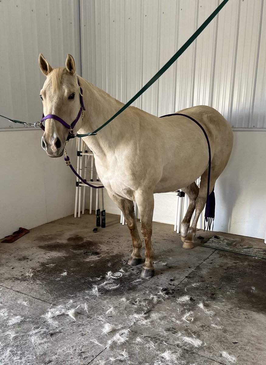 corgicrazytime's tweet photo. Am I the only person who has a horse that loves to wallow in mud? At least she cleans up nice. @AQHA @PureMichigan @BluebonnetFeeds @ryhorsemanship @BioManeProducts #dirtypony #ILoveMyHorse #springinthemitten https://t.co/PfZ4S35g1H