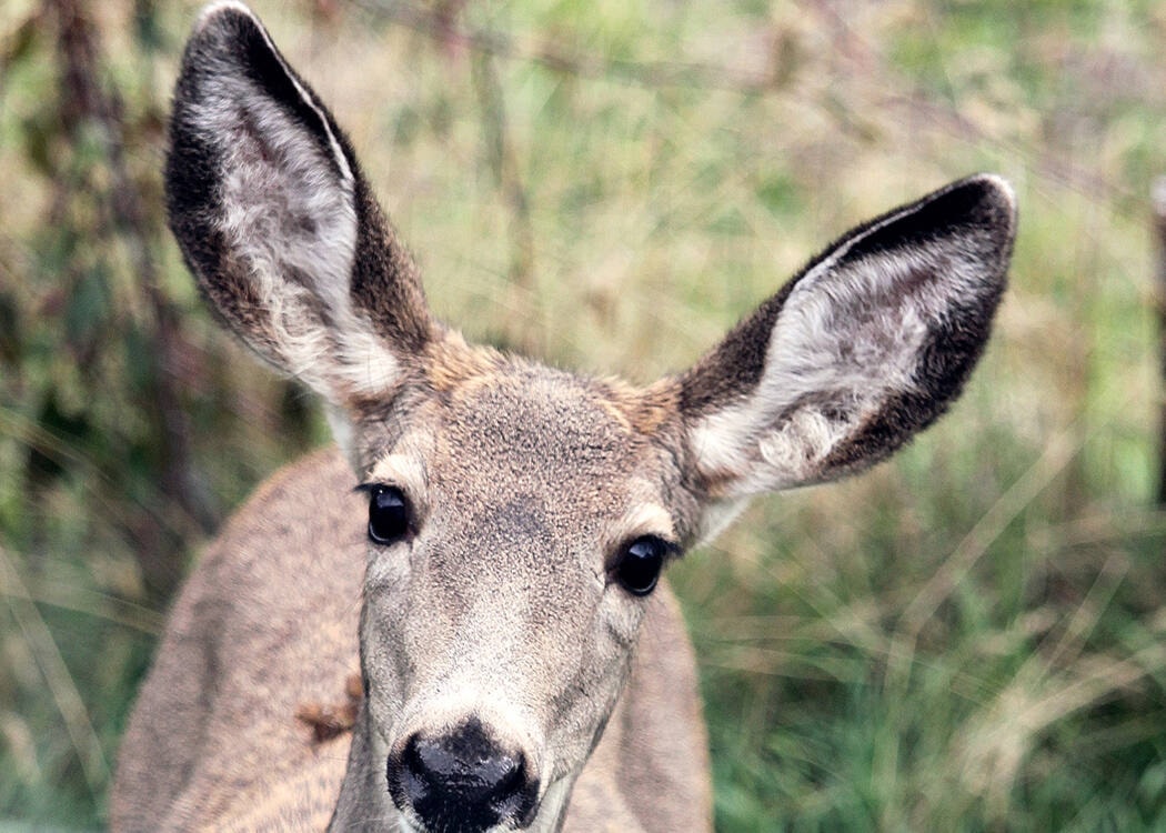CrestonAdvance's tweet photo. B.C. to cull 25 deer near Cranbrook after discovery of fatal wildlife disease https://t.co/Hd6j8kTiun https://t.co/AbhyB57iSM
