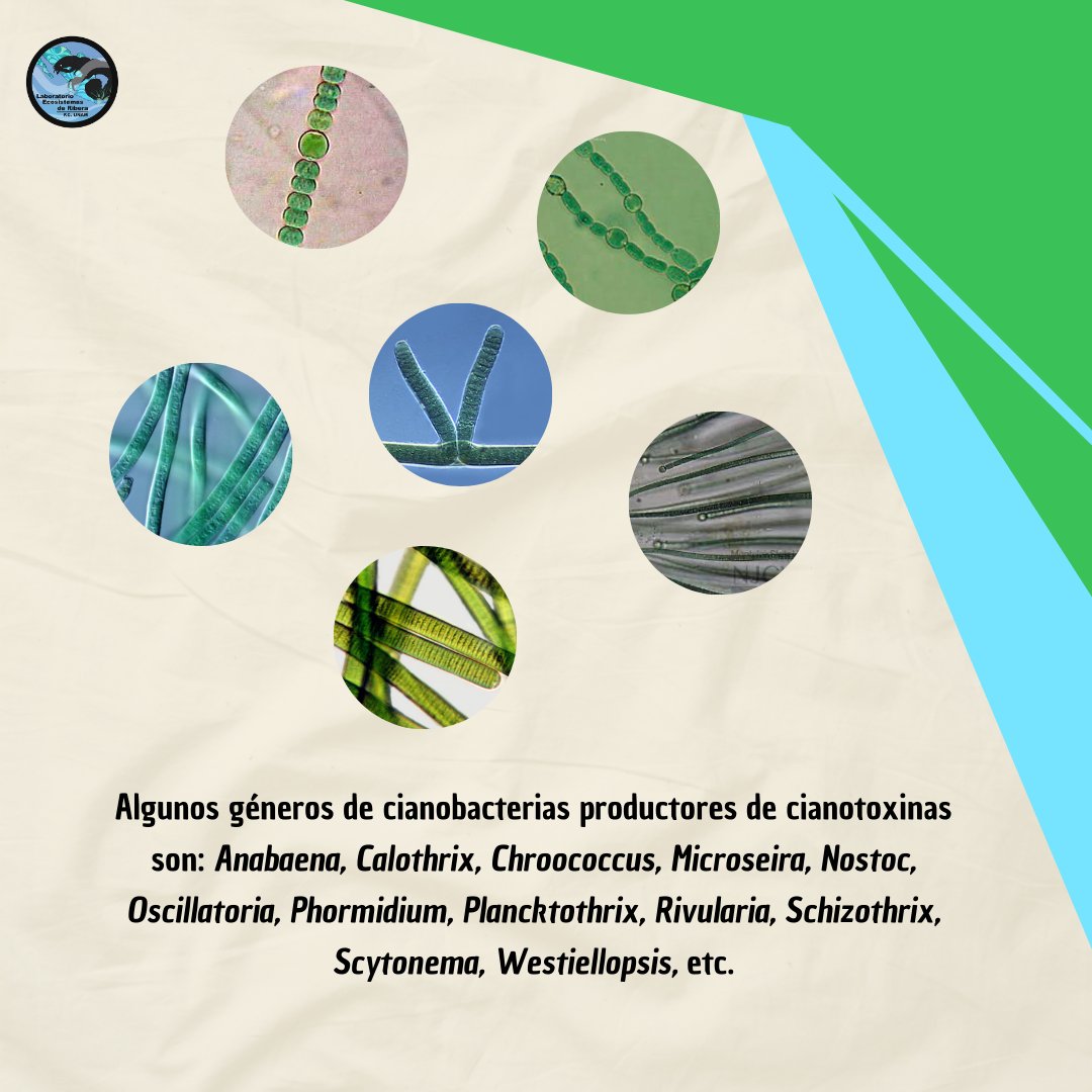 riberaunam's tweet photo. [2/2] Hoy les compartimos un poco de información sobre las cianobacterias y su potencial toxicidad.🦠

#Cianobacterias #Cianotoxinas #Procariontes #Ciencia #Divulgación #EcosistemasDeRibera https://t.co/TVwBmyppU2