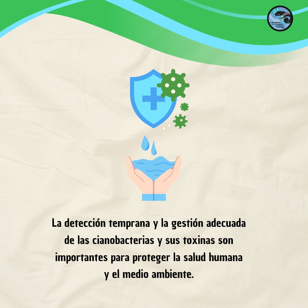 riberaunam's tweet photo. [2/2] Hoy les compartimos un poco de información sobre las cianobacterias y su potencial toxicidad.🦠

#Cianobacterias #Cianotoxinas #Procariontes #Ciencia #Divulgación #EcosistemasDeRibera https://t.co/TVwBmyppU2