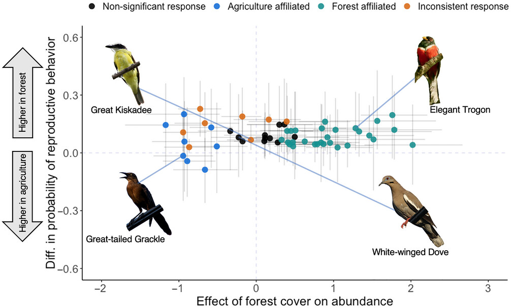Ke et al found that #birds are less likely to perform reproductive behaviors in #agriculture than in private and #protectedforests in #CostaRica. 🐦🌳
Read their article at doi.org/10.1111/cobi.1…

#conservation #science #birdconservation