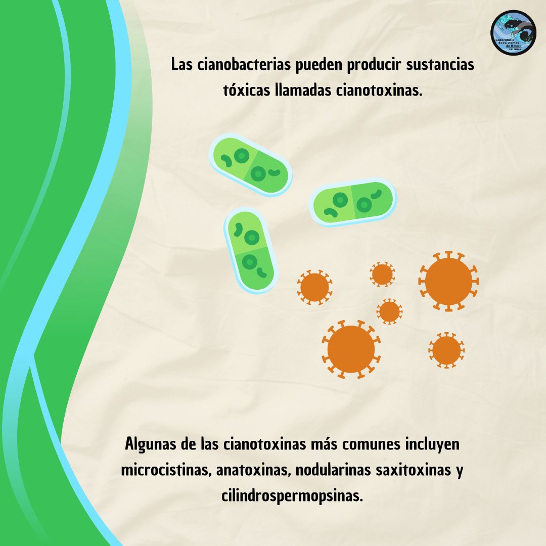 riberaunam's tweet photo. [1/2] Hoy les compartimos un poco de información sobre las cianobacterias y su potencial toxicidad.🦠
 
#Cianobacterias #Cianotoxinas #Procariontes #Ciencia #Divulgación #EcosistemasDeRibera https://t.co/fVBWbJ6avF