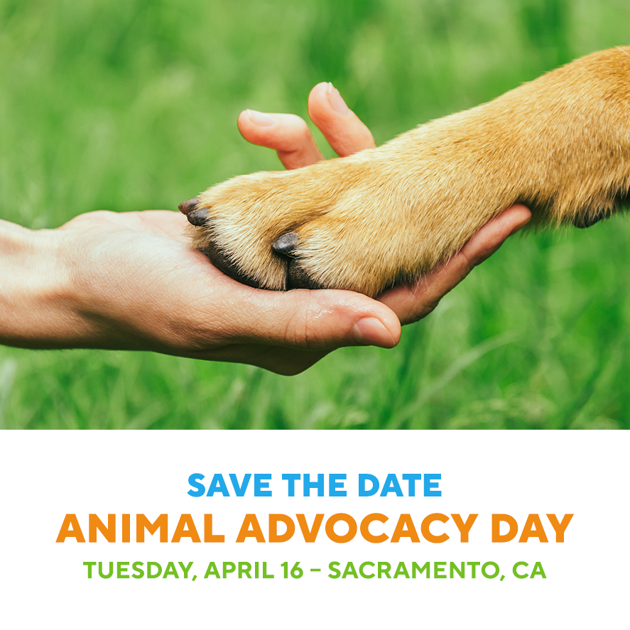 sfspca's tweet photo. 📣 Join animal advocates from across the state for a day of action at the California State Capitol in Sacramento on April 16! Together, we can speak with a powerful voice and make a difference! 💕🐾 #SFSPCAprograms #SFSPCAadvocacy
👉 RSVP today: https://t.co/nhDETa1DdX https://t.co/QTDHabCoXz