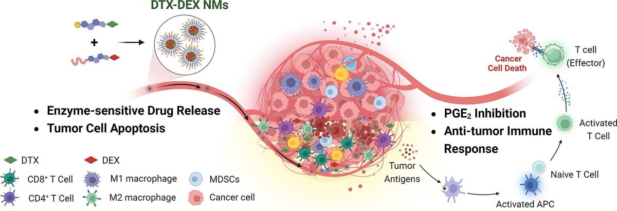 J Controlled Release (@jcrneditors) on Twitter photo Engineered nanomicelles inhibit the tumour progression via abrogating the prostaglandin-mediated immunosuppression.
| Avinash Bajaj, NCR Biotech Cluster | <a href="/CrsIndian/">CRS Indian Chapter</a>
#micelle #LipidDrugConjugate #immunosuppression
doi.org/10.1016/j.jcon… Engineered nanomicelles inhibit the tumour progression via abrogating the prostaglandin-mediated immunosuppression.
| Avinash Bajaj, NCR Biotech Cluster | <a href="/CrsIndian/">CRS Indian Chapter</a>
#micelle #LipidDrugConjugate #immunosuppression
doi.org/10.1016/j.jcon…