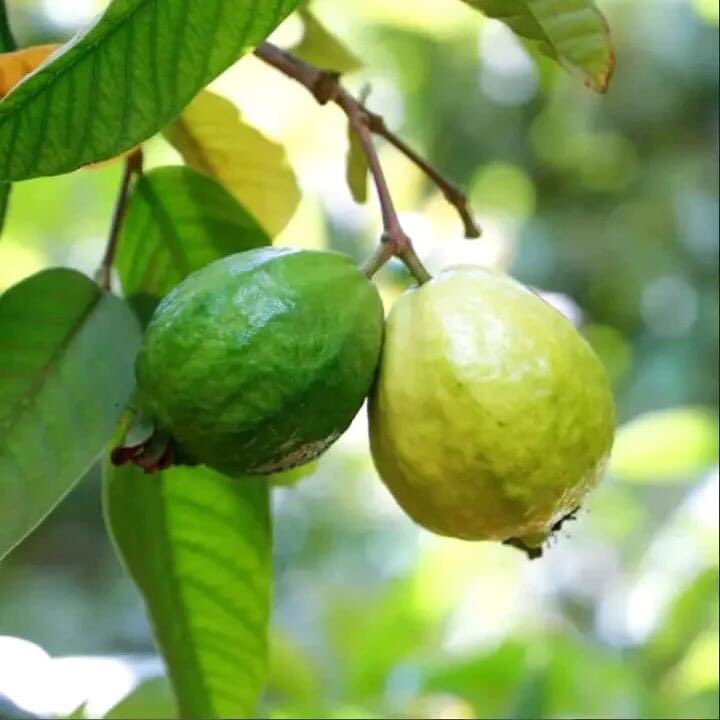 ReportersGC's tweet image. By Uwaoma Ubadire

Both guavas are hanging together on the same branch of the same tree.

When we see others around us achieving success while we have not, it does not mean we are unsuccessful. It simply means that the right time for us has not yet come..