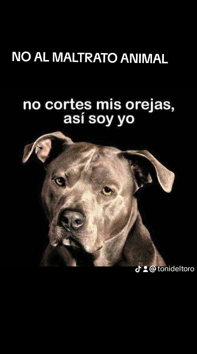 Toni (@tonideltoro71) on Twitter photo 