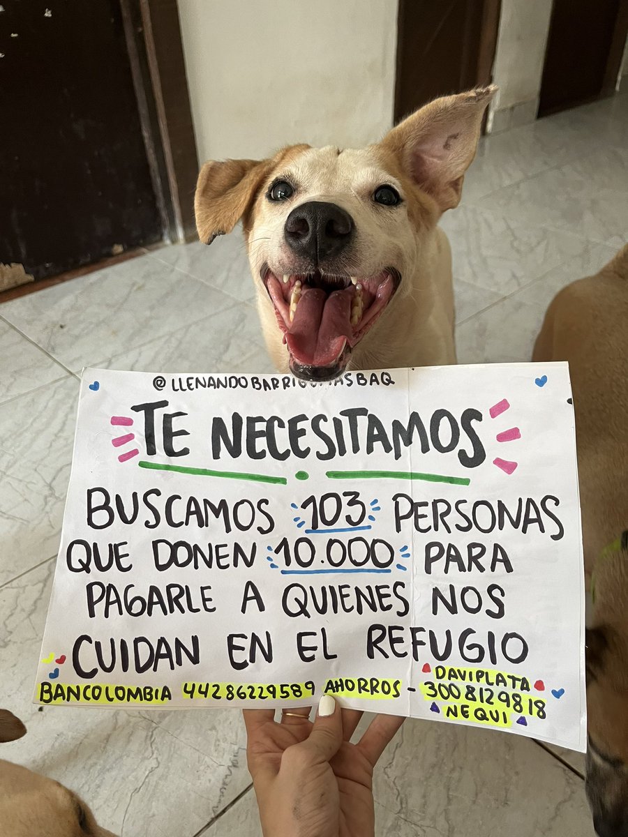 TE NECESITAMOS💖

Más de 40 rescatados buscan 103 personitas que les ayuden a pagar a quienes los cuidan con mucho amor en el refugio🥹 con solo 10.000

Recuerda que 2 familias dependen de nosotros y nosotros de cada aporte que salga de su corazoncito.

RT también es ayuda🥹