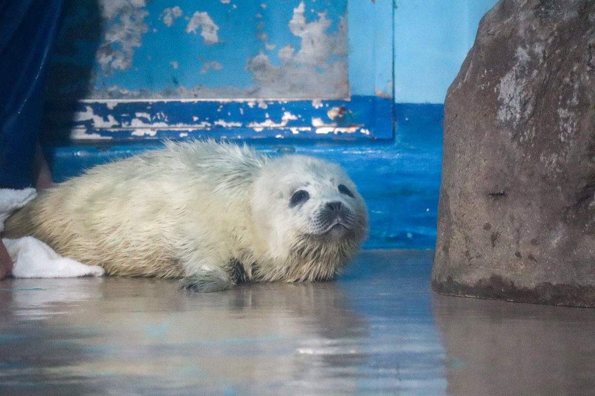 激かわだった🥺白いエビフライ…🤍 #しながわ水族館 #アザラシの赤ちゃん