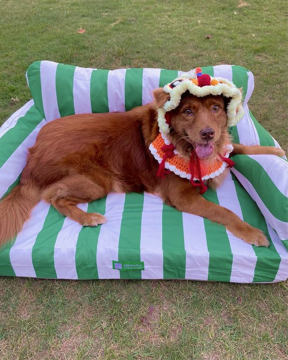 petfriendlys_ph's tweet photo. While it's true when they say love can't be bought, you can certainly choose to adopt it instead! 🐶💖 Experience joy and comfort with Choco the dog as he celebrates love with our Bark &amp; Birch Snuffle Toy and Mossy Green Waterproof Pet Bed.

-

#petbed #pettoy #petfriendlysph https://t.co/WyqhMWBwmC