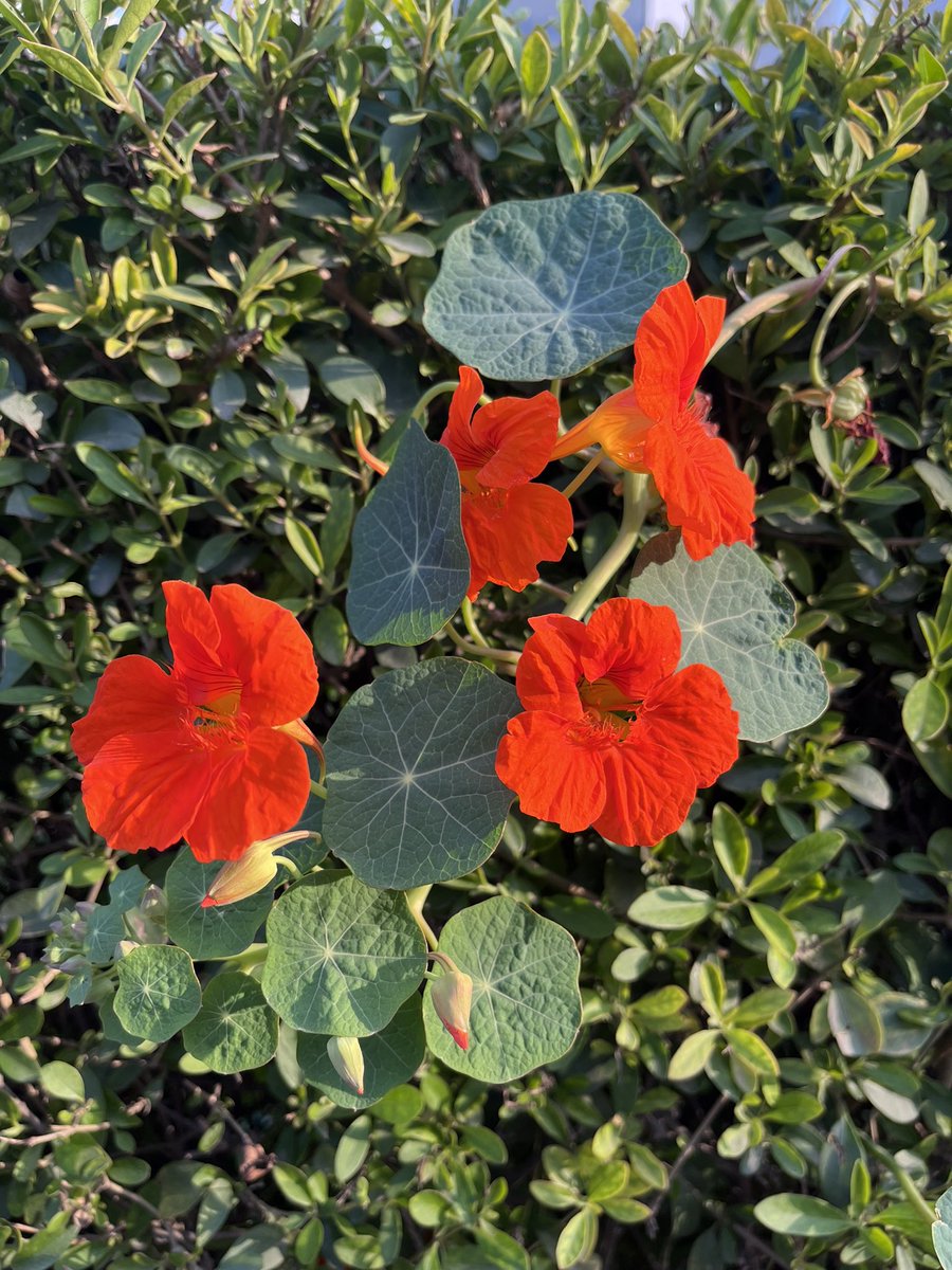 nikkupikku's tweet image. मैने कहा फूलों से. मैने कहा फूलों से. 
हँसो तो खिल खिला के हंस दिए. 

और ये कहा जीवन है. 
भाई मेरे भाई हँसने के लिए.. :) 

#coloursofspring 💕