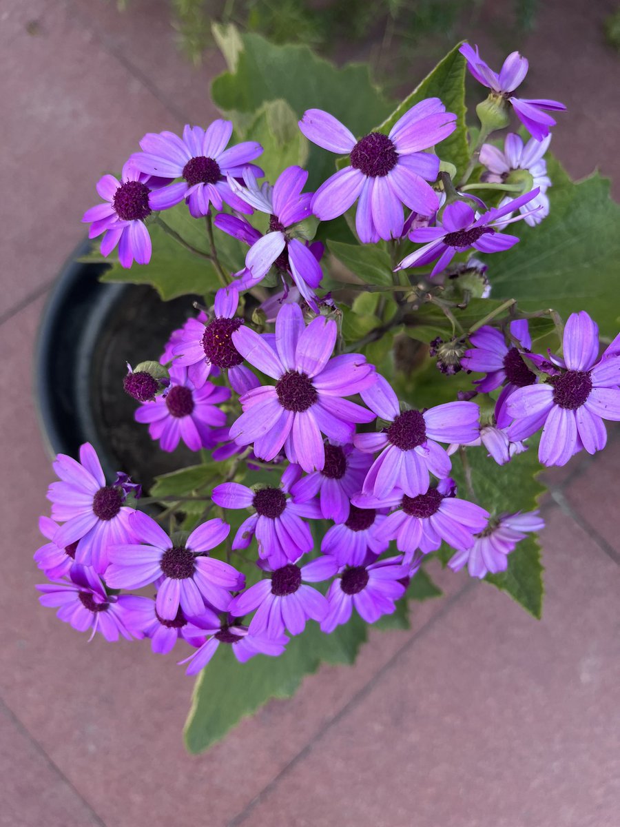 nikkupikku's tweet image. मैने कहा फूलों से. मैने कहा फूलों से. 
हँसो तो खिल खिला के हंस दिए. 

और ये कहा जीवन है. 
भाई मेरे भाई हँसने के लिए.. :) 

#coloursofspring 💕