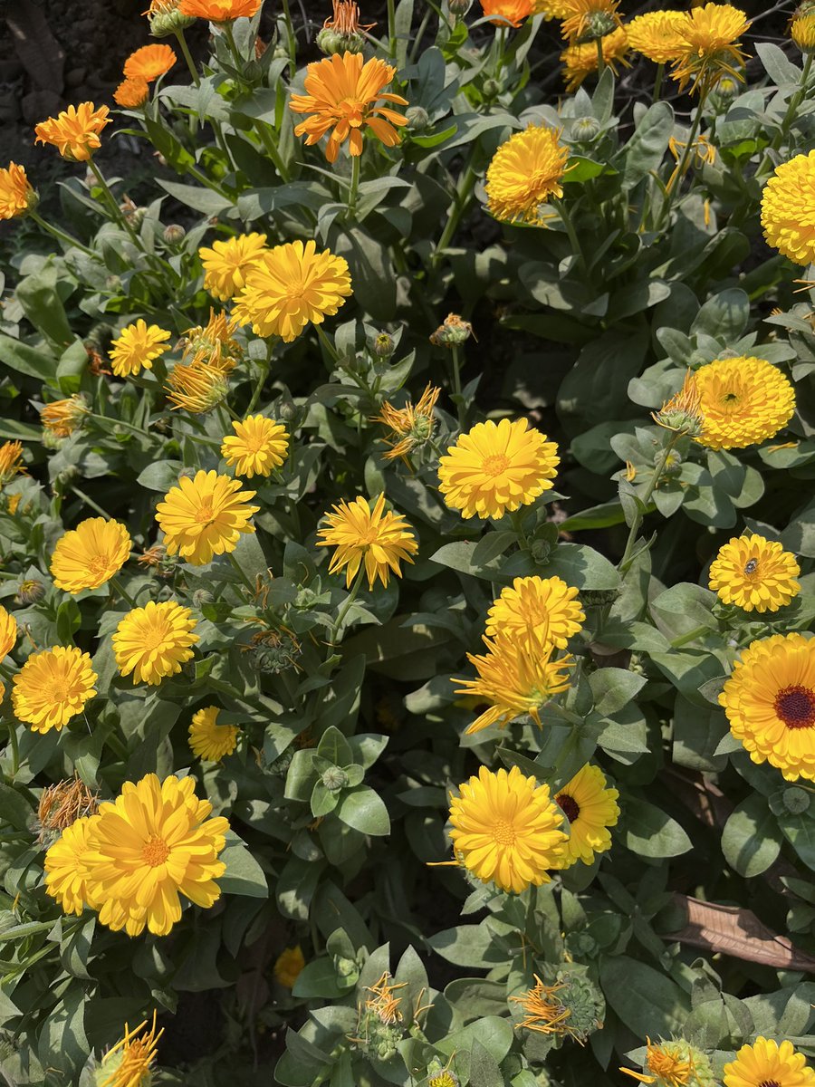 nikkupikku's tweet image. मैने कहा फूलों से. मैने कहा फूलों से. 
हँसो तो खिल खिला के हंस दिए. 

और ये कहा जीवन है. 
भाई मेरे भाई हँसने के लिए.. :) 

#coloursofspring 💕