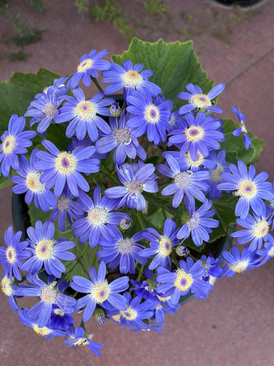 nikkupikku's tweet image. मैने कहा फूलों से. मैने कहा फूलों से. 
हँसो तो खिल खिला के हंस दिए. 

और ये कहा जीवन है. 
भाई मेरे भाई हँसने के लिए.. :) 

#coloursofspring 💕