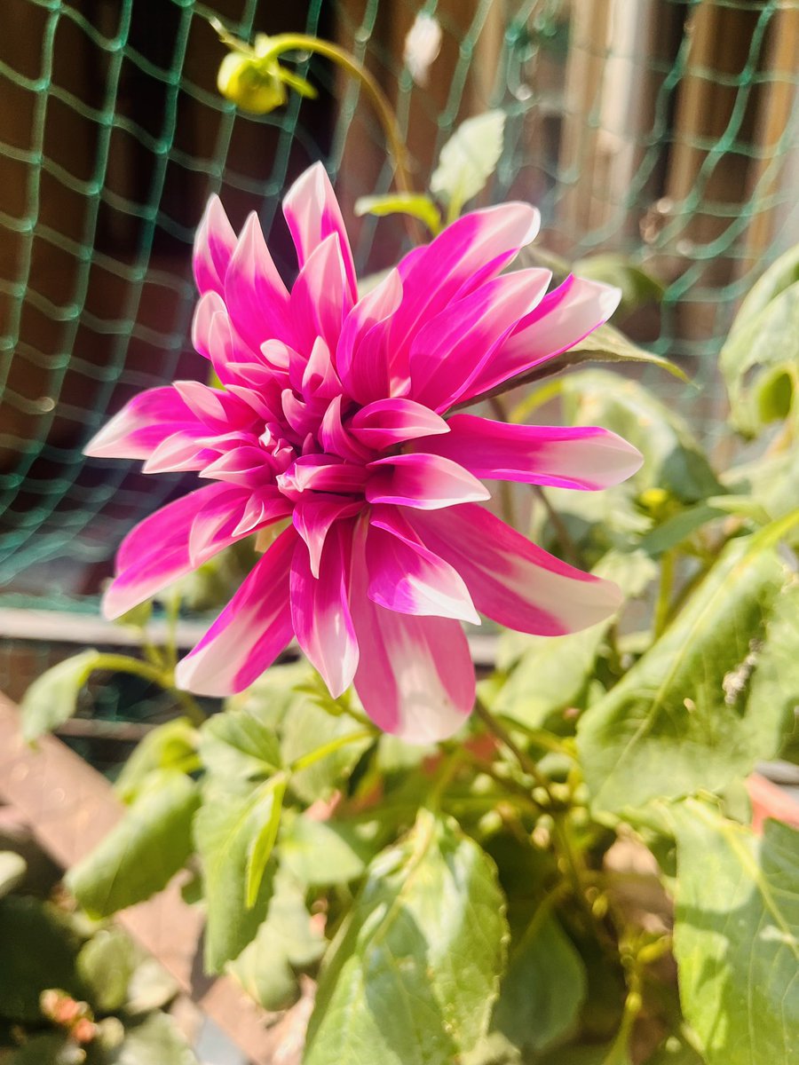 Popcorrrrnn's tweet photo. फूल देई, छम्मा देई 🌸🌱
Phool Dei ki shubhkaamnaaen to my Uttarakhand people 🥰 https://t.co/dZStNNJHmf