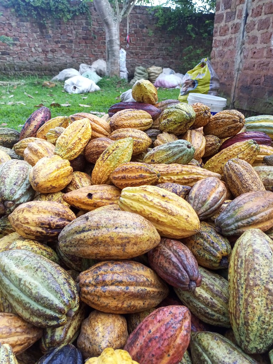 Another harvest, another record: 1,137kg of cocoa pods, nearly four times the amount we harvested this time last year.
And a day after the price went up again 😊
#organic #cocoa #Uganda