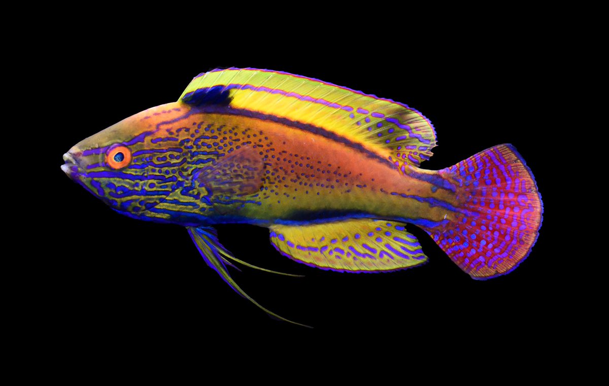 FishGuyKai's tweet photo. 10 days to go before #MesophoticDownUnder, a 9 day expedition to the Great Barrier Reef and Coral Sea, led by myself from @AustmusResearch and @CoralReefFish from the @calacademy, in partnership with @minderoo. https://t.co/sgHIsgxrnV