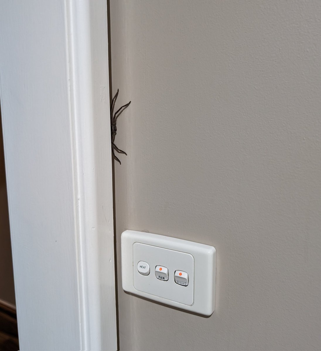 Maker's Muse tweet media