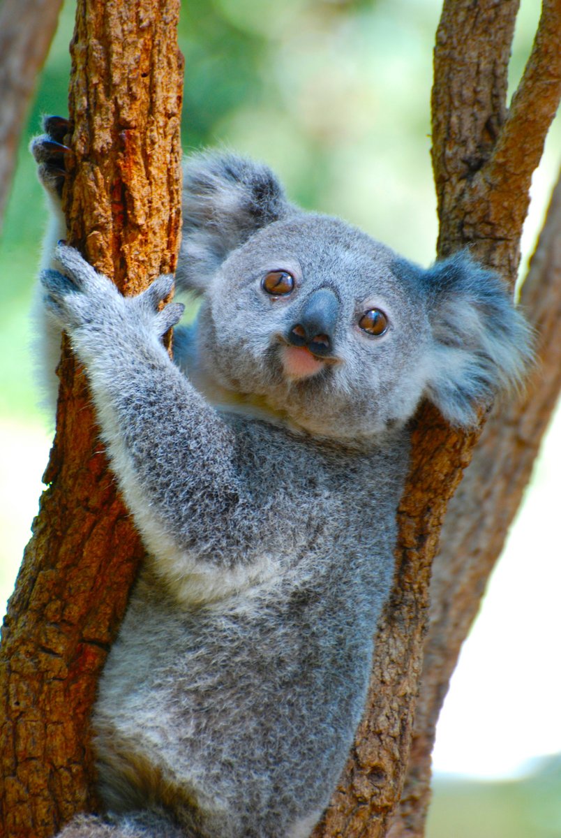 Our 'bias for beauty' has implications for animal conservation funding. @Deakin PhD student Meg Shaw's (@meghaniamh) research shows cuter animals attract more donations – even when the 'cuteness' is Photoshopped. bit.ly/3TikxR3