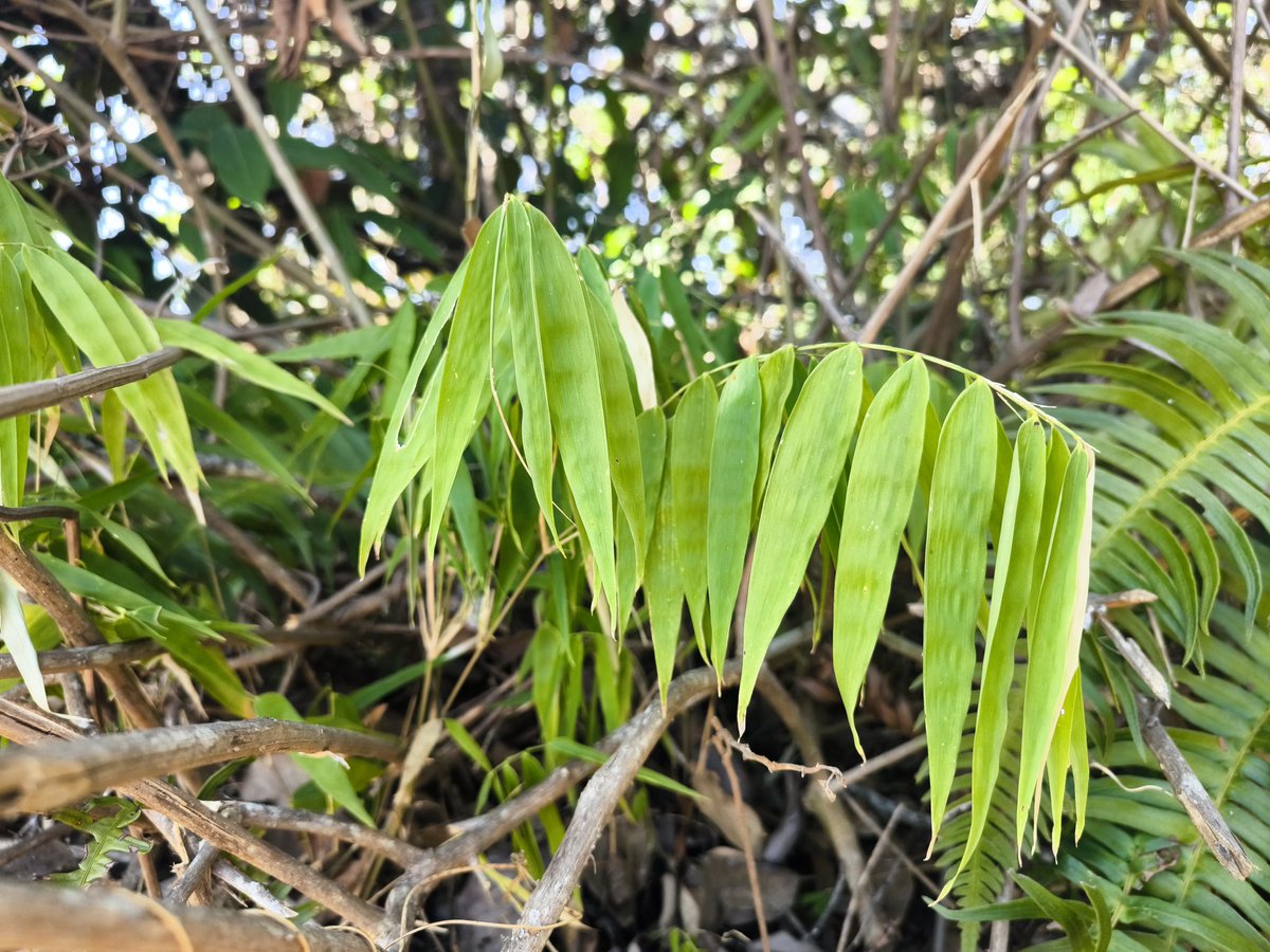 ruizlalo's tweet photo. #MonocotsVII field trip to see #woodybamboos #CostaRica Two #Chusquea species, one #Rhipidocladum and one #Guadua https://t.co/bEY3HLDyPN