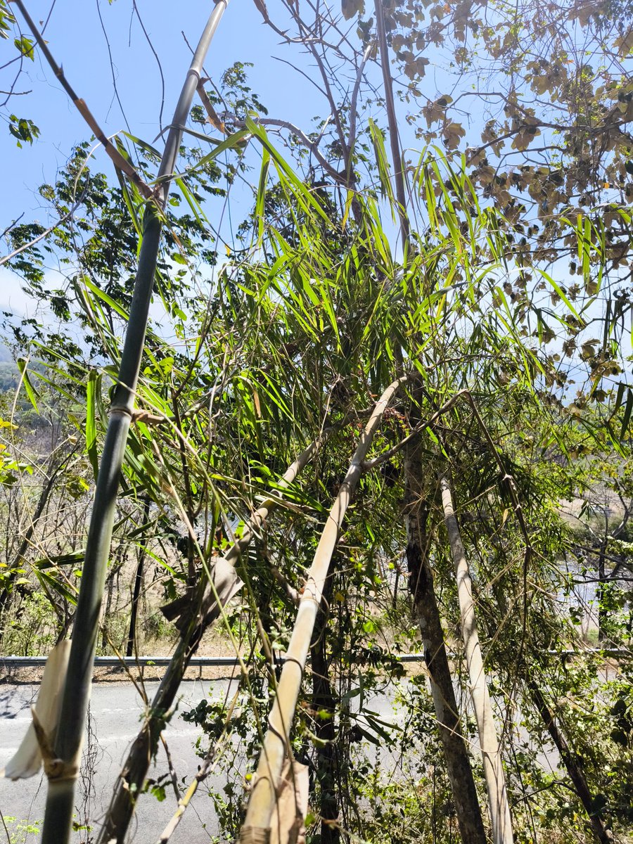 ruizlalo's tweet photo. #MonocotsVII field trip to see #woodybamboos #CostaRica Two #Chusquea species, one #Rhipidocladum and one #Guadua https://t.co/bEY3HLDyPN