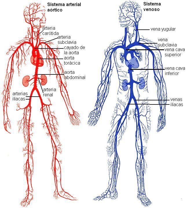 OGdukeneurosurg's tweet photo. Vessels https://t.co/ZtaJn13yjb