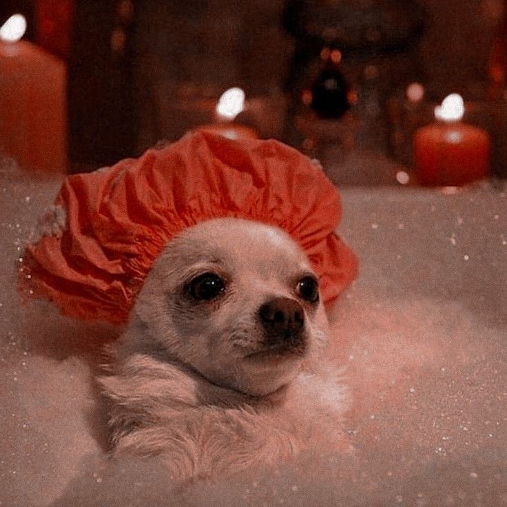 imjackyrivero's tweet photo. No les pasa que se están bañando y de repente piensan pero en serio, qué está pasando con Kate Middleton???? https://t.co/muCmKe90U2