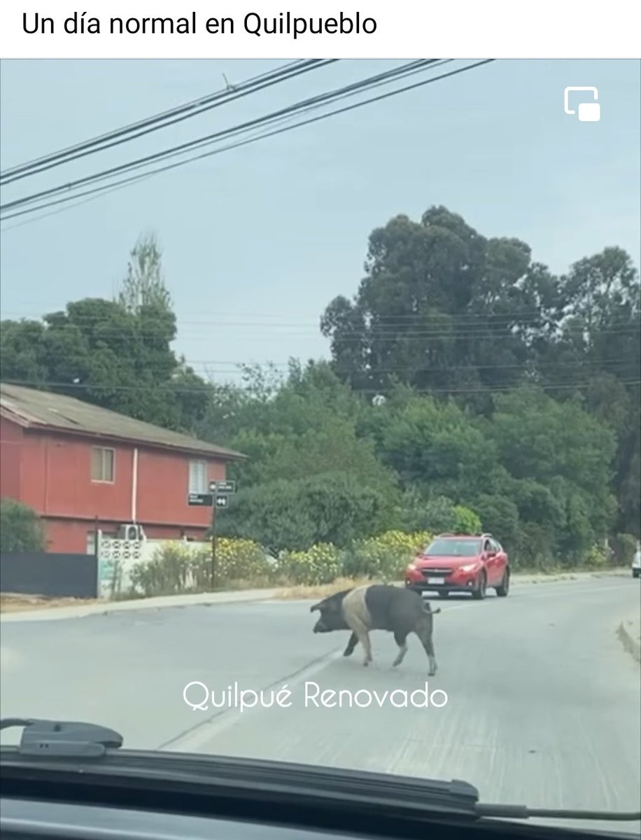 p_cutu's tweet photo. @LeJorgitoCL @rovaray @SanMiguel_CL @quilpueciudad Así es Quilpueblo. Tenemos que lidiar con eso y mucho más. https://t.co/ZTPUDB0GmL