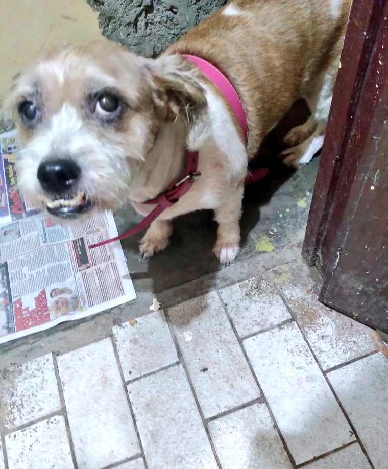 rommyb's tweet photo. NADIE HA LLAMADO AÚN POR CHISPITA
La perrita convive en un espacio pequeño con otras perras que la atacan y maltratan. Esa es la razón por la que buscan adoptante urgente para esta enana de 6 años ultra dócil y ya esterilizada. Contacto: Mónica al 999306316 https://t.co/aGOyNDIBDn