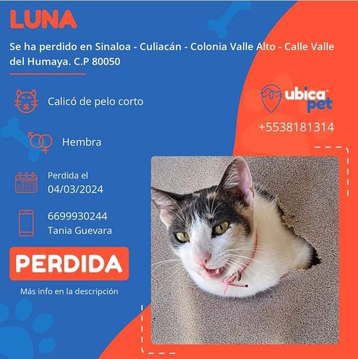 🟠 PERDIDA 🟠 👉 Más info: ubicapet.com.mx/perdidos/luna-… P6649 ▪️Luna ▪️Hembra ▪️Calicó de pelo corto ▪️Tricolor, (blanca con manchas negras y naranjas). ▪️Sinaloa ▪️Culiacán ▪️Colonia Valle Alto