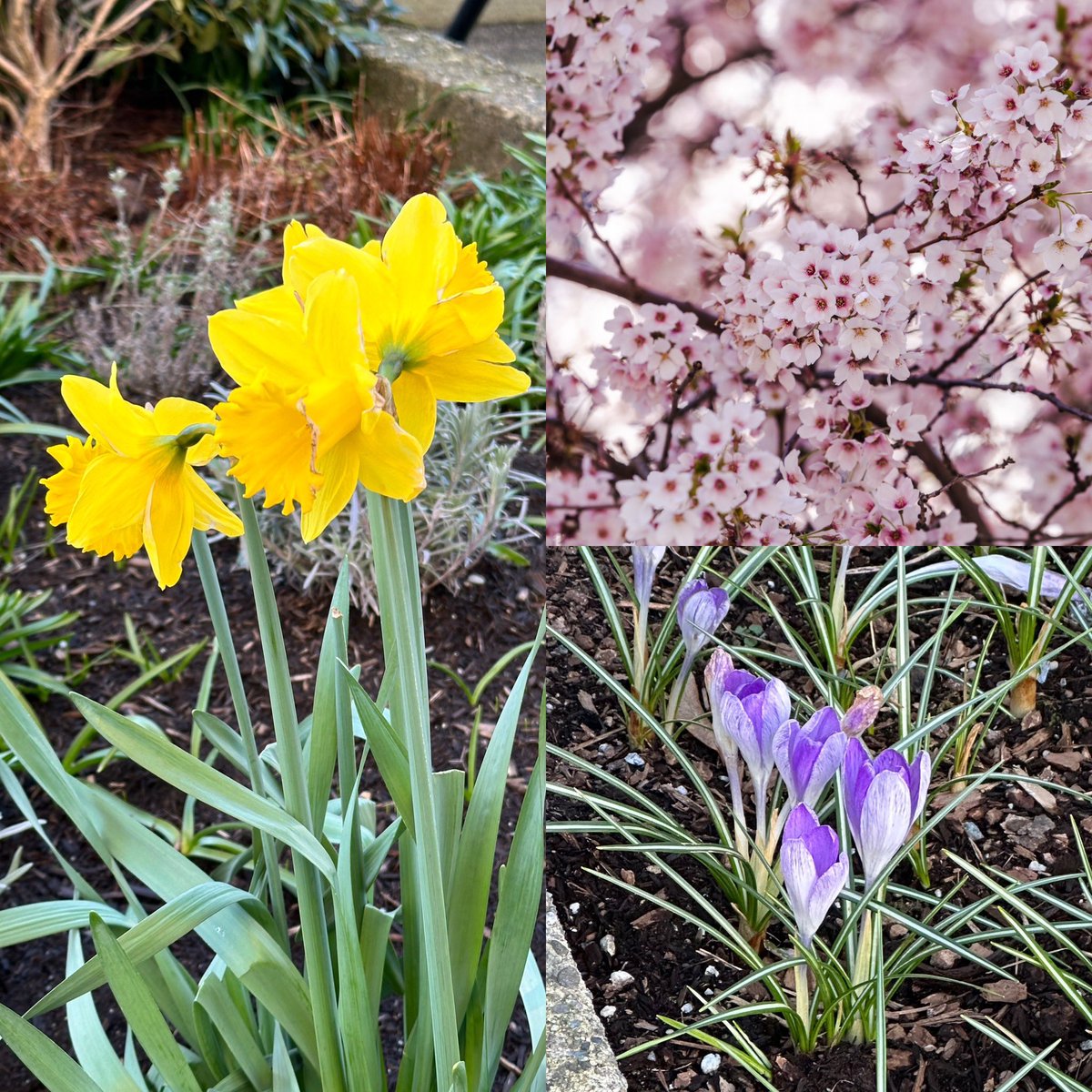 Spring has definitely sprung in #Vancouver. And we’re in for a weekend of sunshine and high temps too. Sending good vibes to everyone. #spring #bc #westvancouver #northvancouver