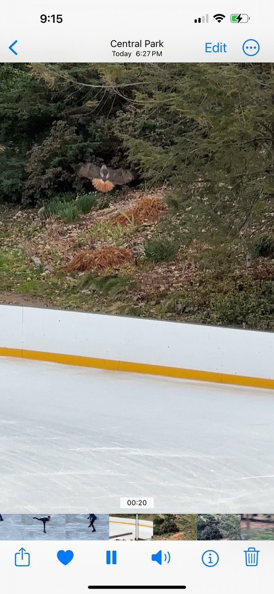 03/13/24 A Red Tailed Hawk swooped down at Wollman Rink while a skater did her routine . Both Hawk and human were applauded of course . Great show and great audience . Happy Birthday , Flaco ! . #birdcpp