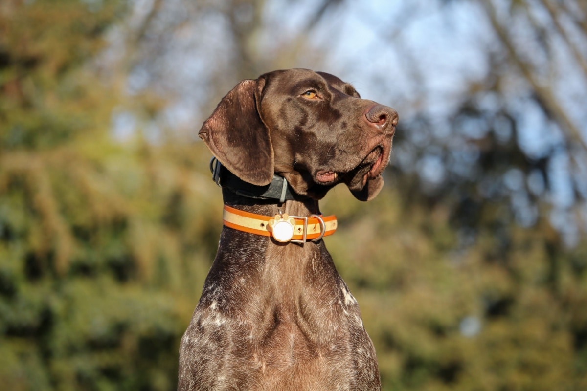 Tuttogreen.it tweet media