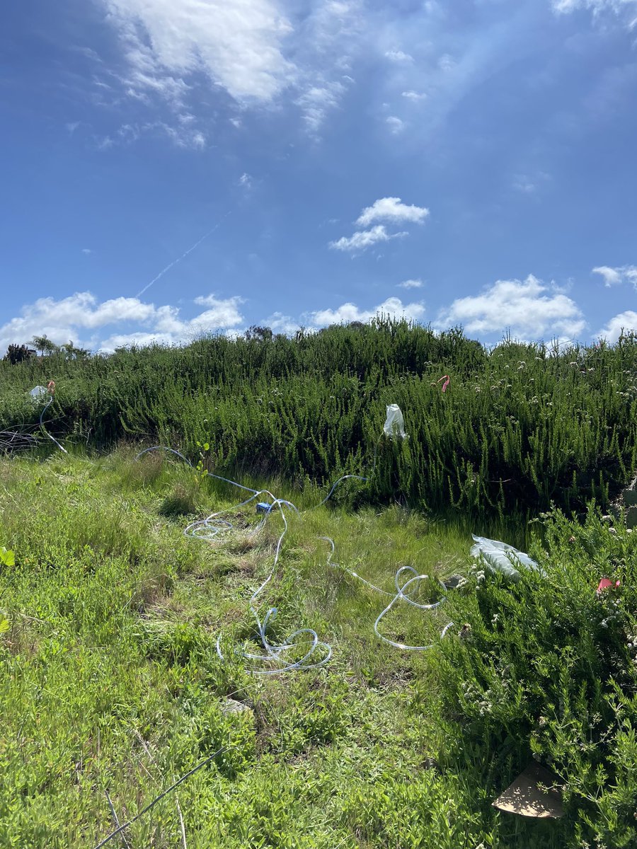lydsdean's tweet photo. Having fun collecting plant VOCs this week! 🍃 https://t.co/VGSbLvT1Z0
