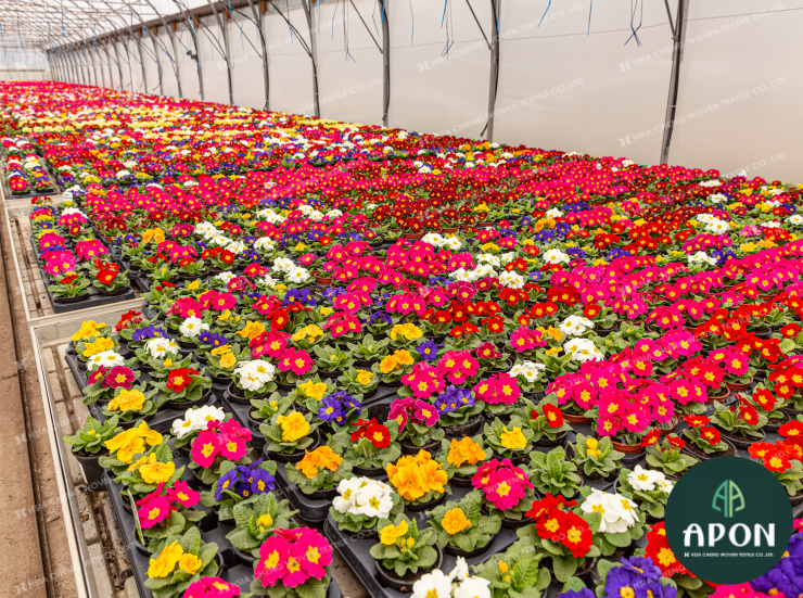 hsiachengvn's tweet image. Hoa anh thảo ngập tràn màu sắc trong khu vườn. Vì mang lại hiệu quả y dược cũng như giá trị kinh tế cao này, hoa được chăm sóc kỹ lưỡng bên trong lớp lưới chắn côn trùng chống tiaUV để tối ưu môi trường sinh trưởng cho hoa.
#insectnet #luoichancontrung