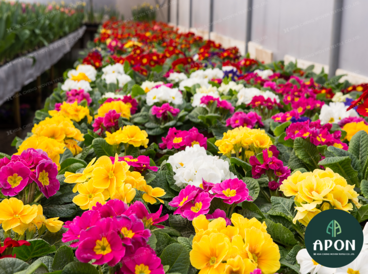 hsiachengvn's tweet image. Hoa anh thảo ngập tràn màu sắc trong khu vườn. Vì mang lại hiệu quả y dược cũng như giá trị kinh tế cao này, hoa được chăm sóc kỹ lưỡng bên trong lớp lưới chắn côn trùng chống tiaUV để tối ưu môi trường sinh trưởng cho hoa.
#insectnet #luoichancontrung