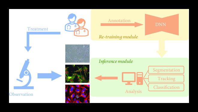 Review article
Deep Learning in Cell Image Analysis
spj.science.org/doi/10.34133/2…
Junde Xu, Donghao Zhou, Danruo Deng, Jingpeng Li, Cheng Chen, Xiangyun Liao, Chen Guangyong and Pheng Ann Heng
published on 7 Sep 2022
