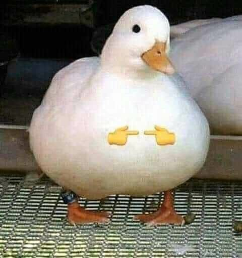 MrDuckNation's tweet photo. @miinapooh https://t.co/K3nOmNoeas