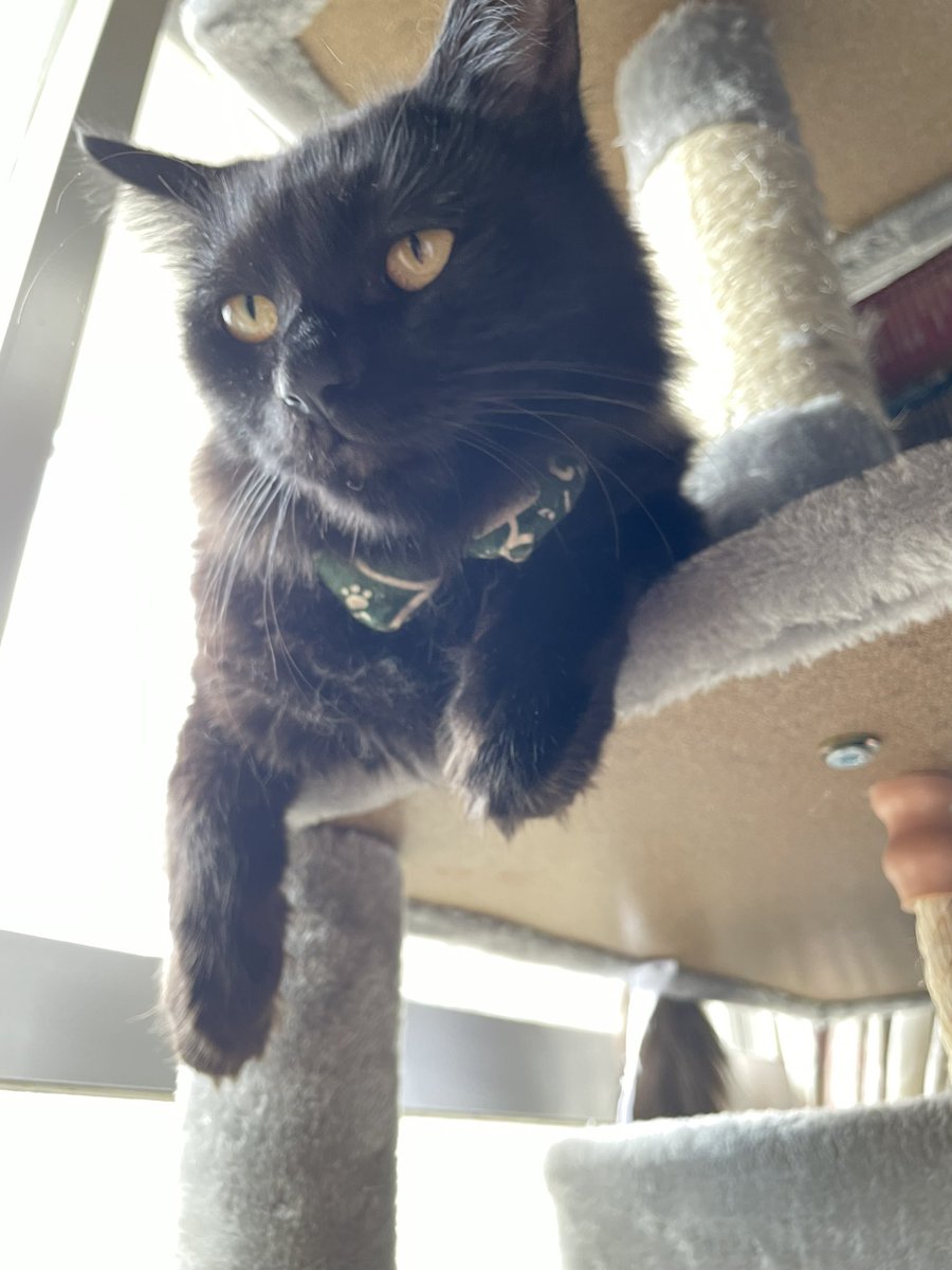 zenbin_0320's tweet photo. 下アングルの猫(ʘᯅ̈ʘ)
#ねこ #猫 #猫好きさんと繋がりたい #ねこのいる暮らし #黒猫 #アニメ紙芝居 #猫つら #ねこのいる生活 #CatsOfTwitt https://t.co/DF2sqxwPnR