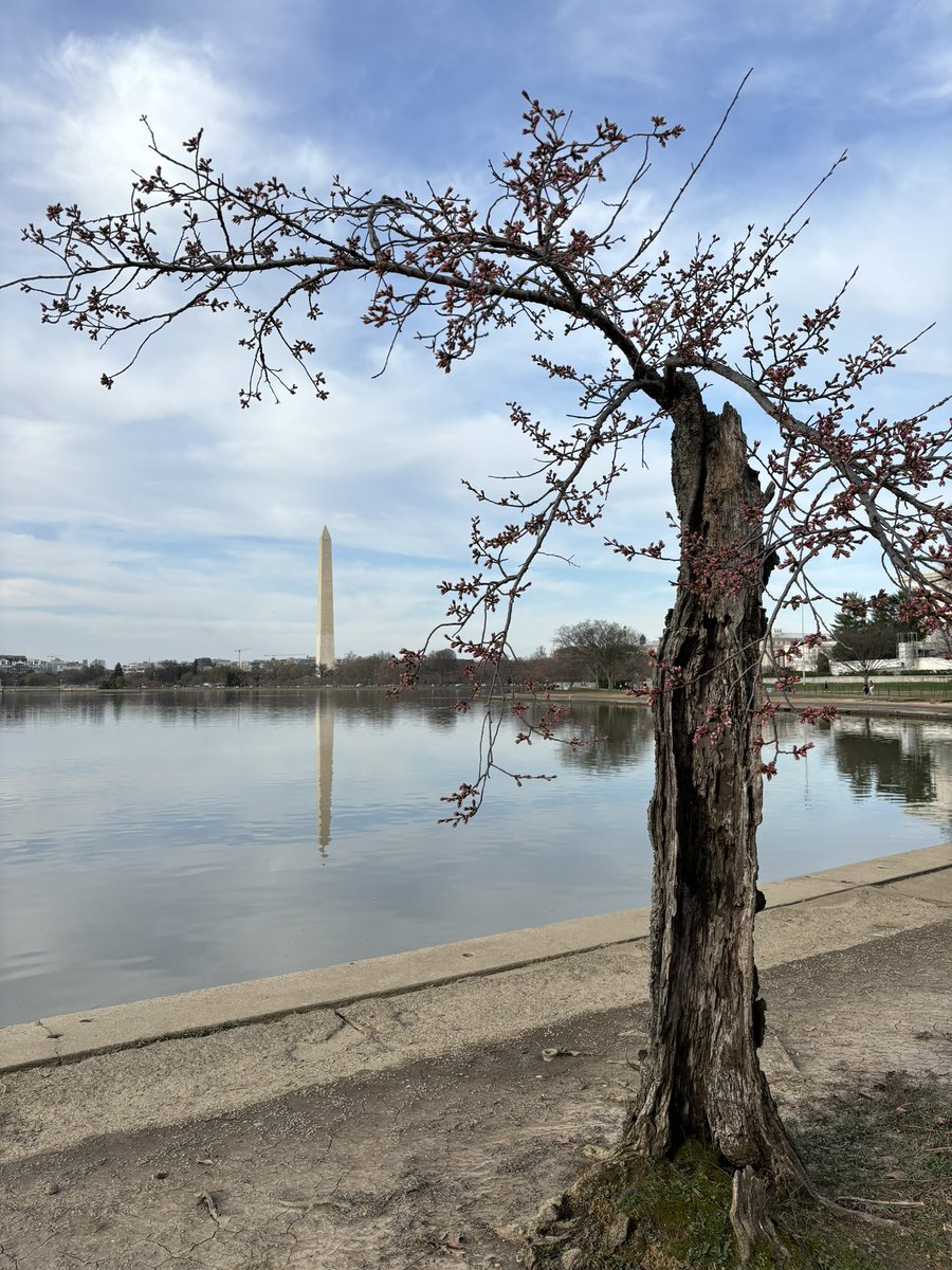 MarielCarbone's tweet image. Stumpy 🫶🏻

@NationalMallNPS says Stumpy is among the cherry trees that will be removed as part of a project to repair the crumbling seawall of the Tidal Basin. @DCNewsNow