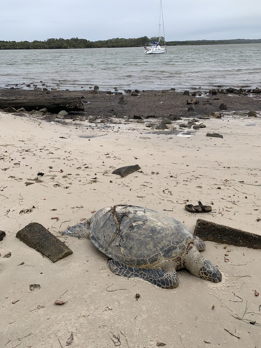 There’s urgent calls for boaties to slow down in Port Stephens. These heartbreaking images - just some of the recent shell strikes in the area. Irukandji Shark and Ray encounters has tried to save many sea turtles over Summer, but some just don’t make it. @nbnnews