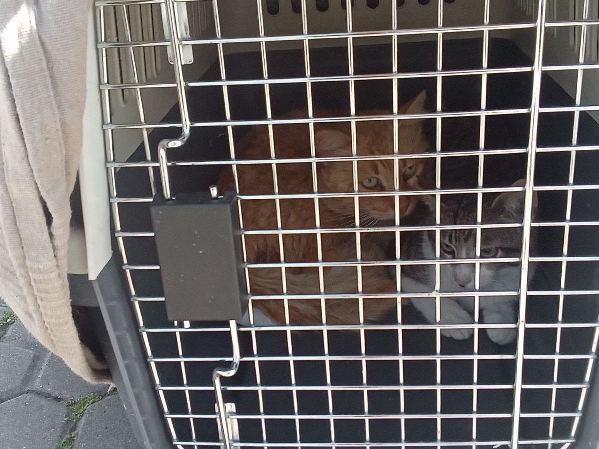 🙏🙏🙏🙏😔😔😔 Debemos 106€ de el vete de los dos gatitos capturados últimos y no llevamos nada por favor, una patita. Poquito a poco todo suma. Paypal: bvs-1982@hotmail.com Cuenta: ES93 1465 0130 04 1726790366 Bizum: 651179682. Adjuntamos factura