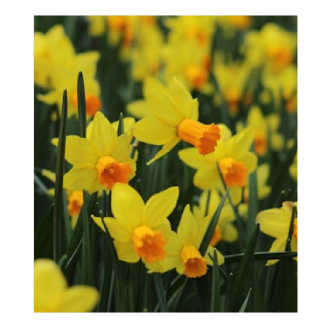 floraweb's tweet photo. QUEM não fica de bom humor quando vê um buquê de narcisos sorridentes? Essas flores mediterrâneas e amarelas brilham mais que o sol e têm uma história tão interessante quanto suas pétalas. 

#flores #mediterraneo #flowers #blog #curiosidades https://t.co/6uynQPAQIW