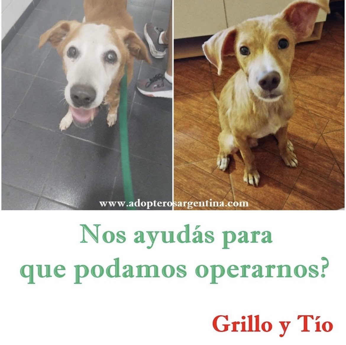Adopteros Argentina tweet media