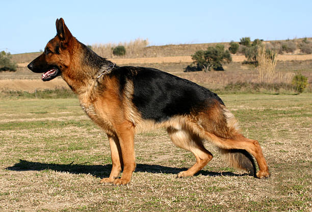 thed0ggyc0rner's tweet photo. The German Shepherd is one of the most versatile and intelligent dog breeds, excelling in various roles such as police work, search and rescue, herding, and as loyal family pets.
#ShepherdStrong #Loyal #Intelligent #Brave #Protective #Fearless #Devoted #Alert #Versatile #Courage https://t.co/L7RxEeI1zY